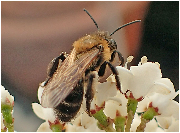 Andrena scotica, Chocolate Mining Bee