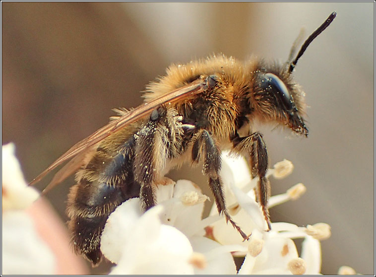 Andrena scotica, Chocolate Mining Bee