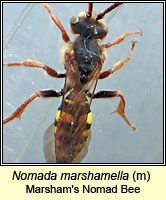 Nomada marshamella, Marsham's Nomad Bee