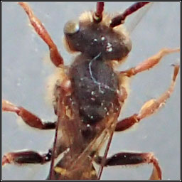 Nomada marshamella, Marsham's Nomad Bee