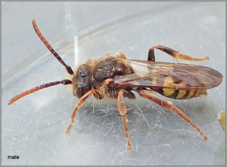 Nomada marshamella, Marsham's Nomad Bee