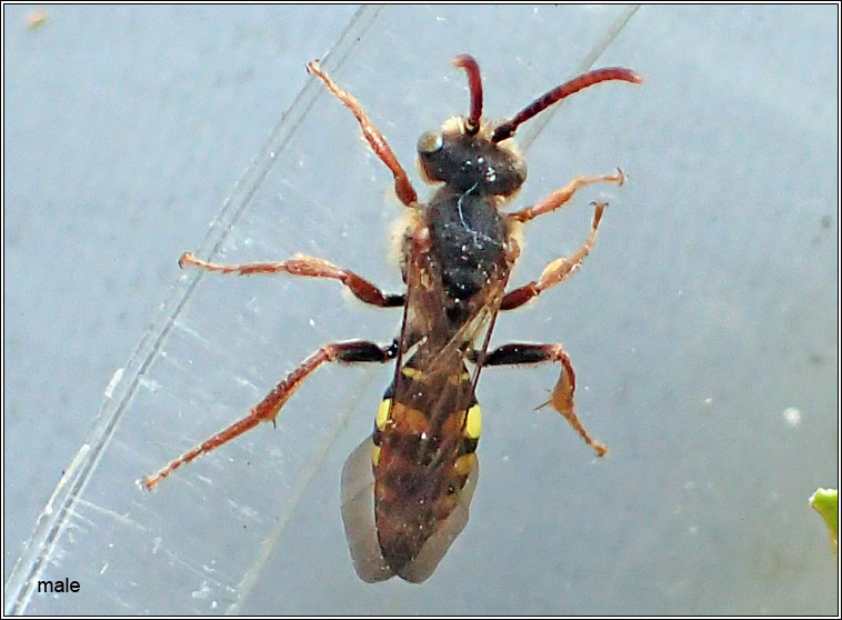 Nomada marshamella, Marsham's Nomad Bee