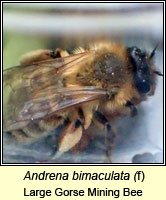 Andrena bimaculata, Large Gorse Mining Bee