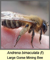 Andrena bimaculata, Large Gorse Mining Bee