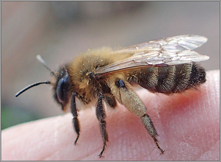 Andrena bimaculata, Large Gorse Mining Bee