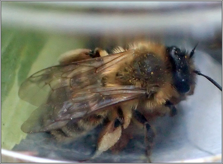 Andrena bimaculata, Large Gorse Mining Bee