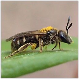 Lasioglossum lativentre