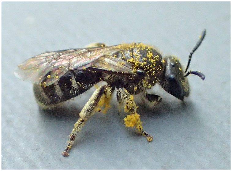 Lasioglossum lativentre