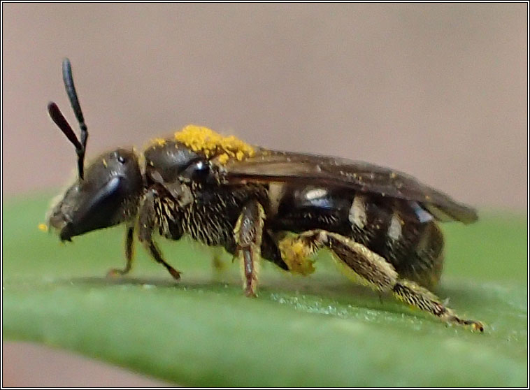 Lasioglossum lativentre