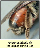 Andrena labiata, Red-girdled Mining Bee