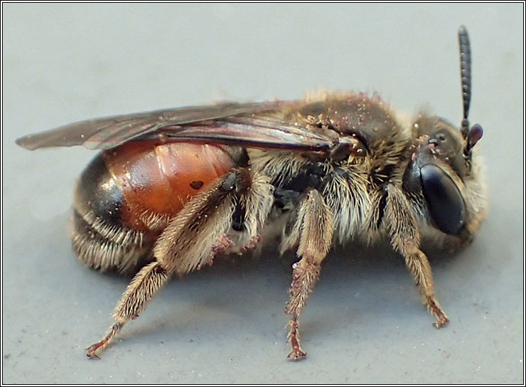 Andrena labiata, Red-girdled Mining Bee