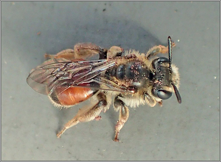 Andrena labiata, Red-girdled Mining Bee