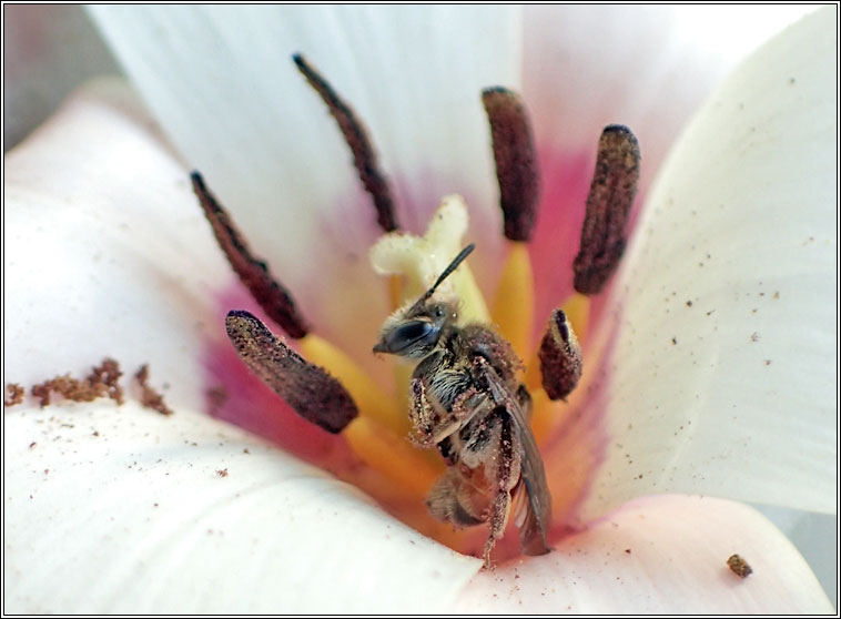 Andrena labiata, Red-girdled Mining Bee