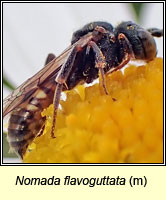 Nomada flavoguttata