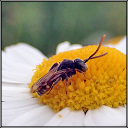 Nomada flavoguttata