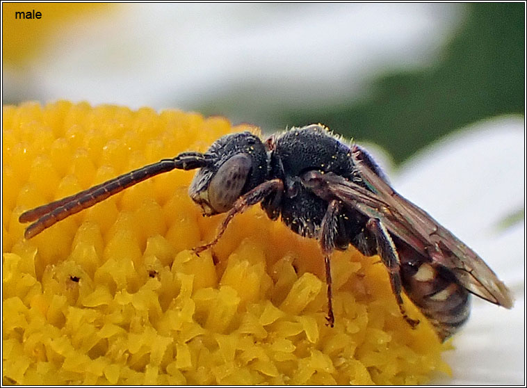 Nomada flavoguttata