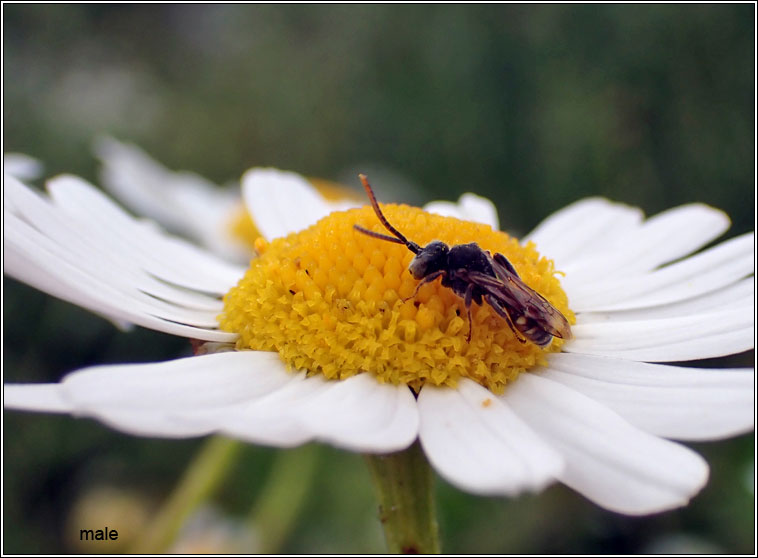 Nomada flavoguttata