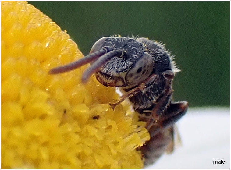 Nomada flavoguttata