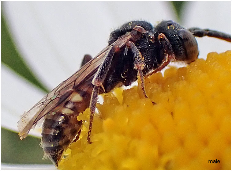 Nomada flavoguttata