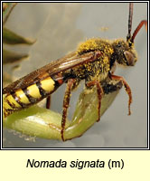 Nomada signata