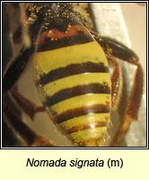 Nomada signata