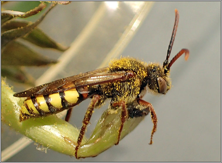 Nomada signata