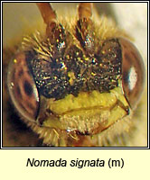 Nomada signata