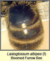 Lasioglossum albipes, Bloomed Furrow Bee