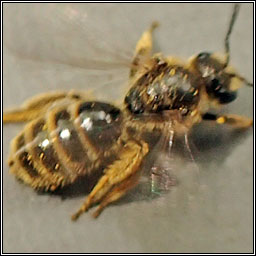 Lasioglossum albipes, Bloomed Furrow Bee