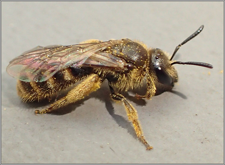 Lasioglossum albipes, Bloomed Furrow Bee