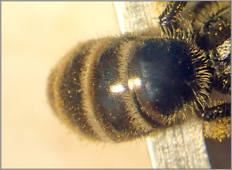 Lasioglossum albipes, Bloomed Furrow Bee