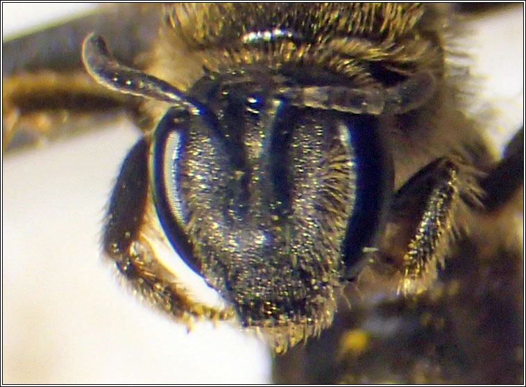 Lasioglossum albipes, Bloomed Furrow Bee