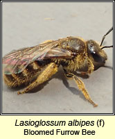 Lasioglossum albipes, Bloomed Furrow Bee