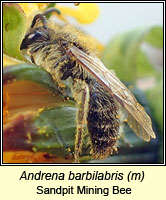 Andrena barbilabris, Sandpit Mining Bee