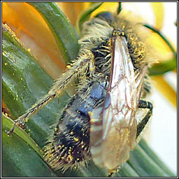 Andrena barbilabris, Sandpit Mining Bee