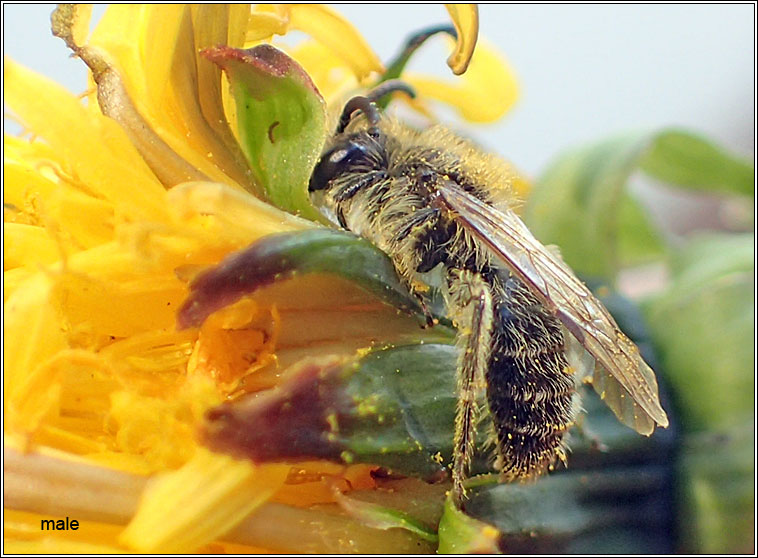 Andrena barbilabris, Sandpit Mining Bee