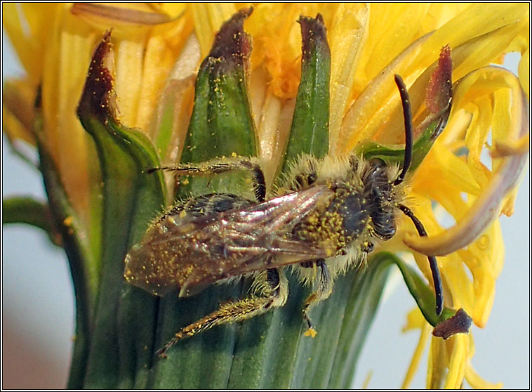 Andrena barbilabris, Sandpit Mining Bee