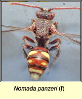 Nomada panzeri