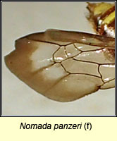 Nomada panzeri