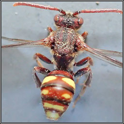 Nomada panzeri