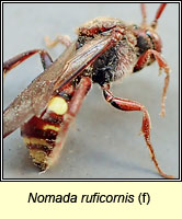 Nomada ruficornis