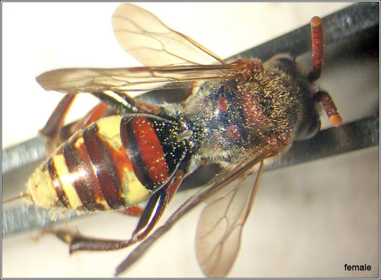 Nomada ruficornis