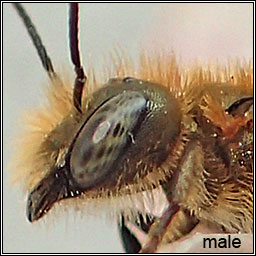 Osmia caerulescens, Blue Mason Bee