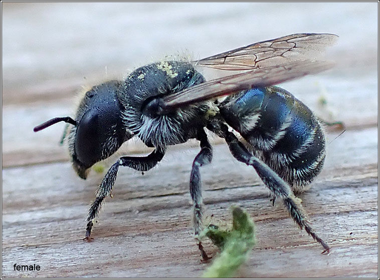 Osmia caerulescens, Blue Mason Bee