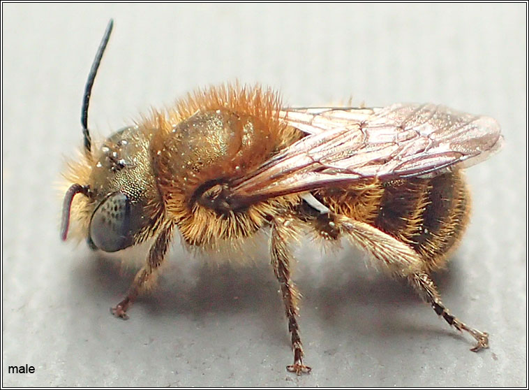 Osmia caerulescens, Blue Mason Bee