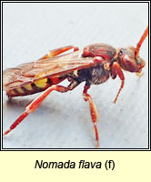 Nomada flava