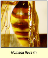 Nomada flava