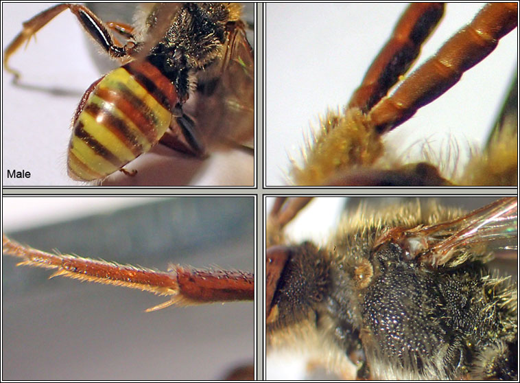 Nomada flava