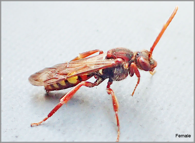 Nomada flava