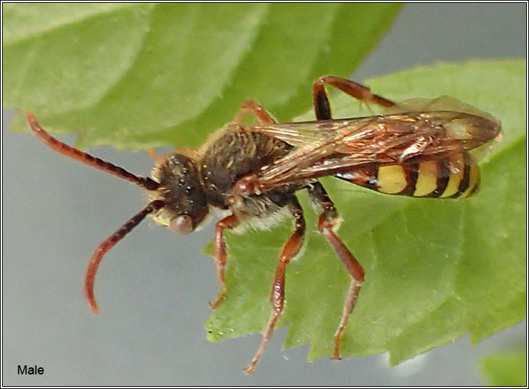 Nomada flava